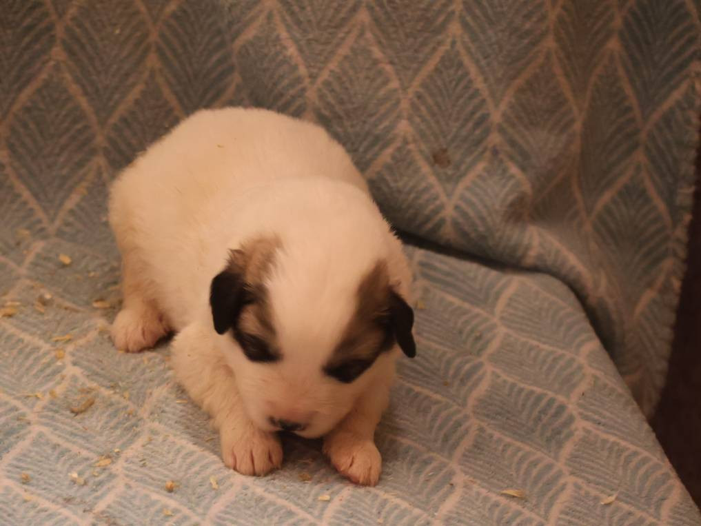 Du Hameau Des Nours - Chiots disponibles - Chien de Montagne des Pyrenees