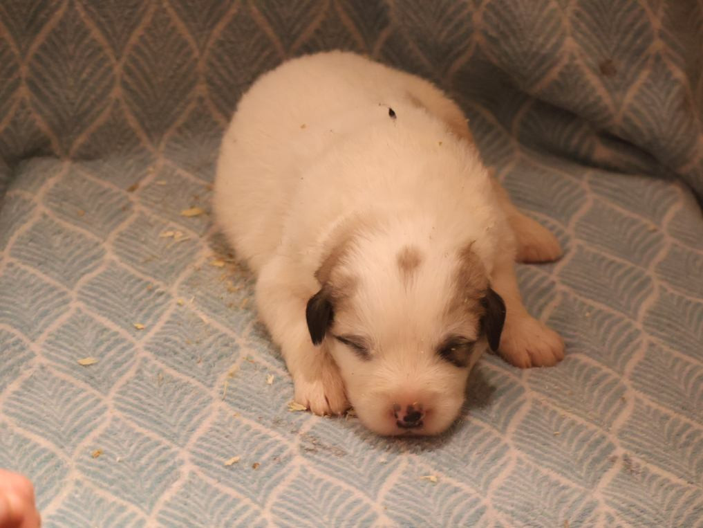 Du Hameau Des Nours - Chiots disponibles - Chien de Montagne des Pyrenees