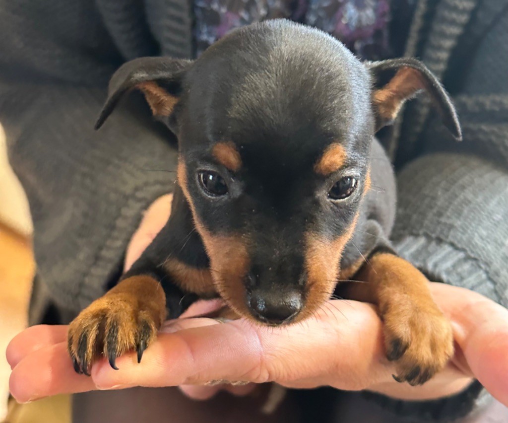 Du Hameau Des Nours - Pinscher nain - Portée née le 02/10/2024