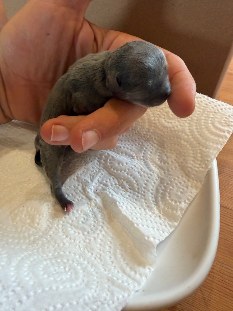 Du Hameau Des Nours - Chiots disponibles - Chihuahua