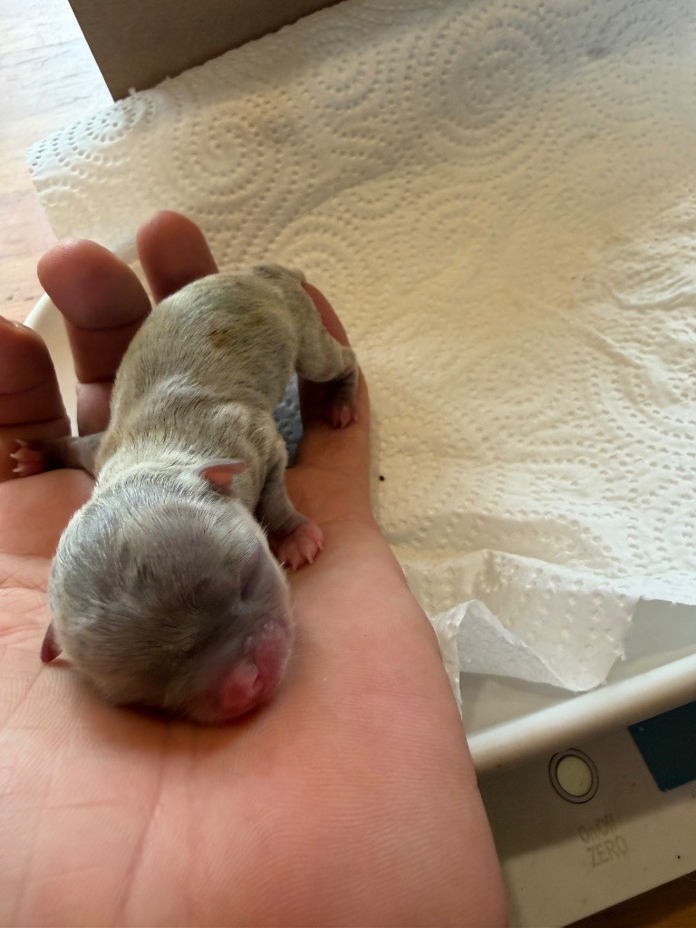 Du Hameau Des Nours - Chiots disponibles - Chihuahua