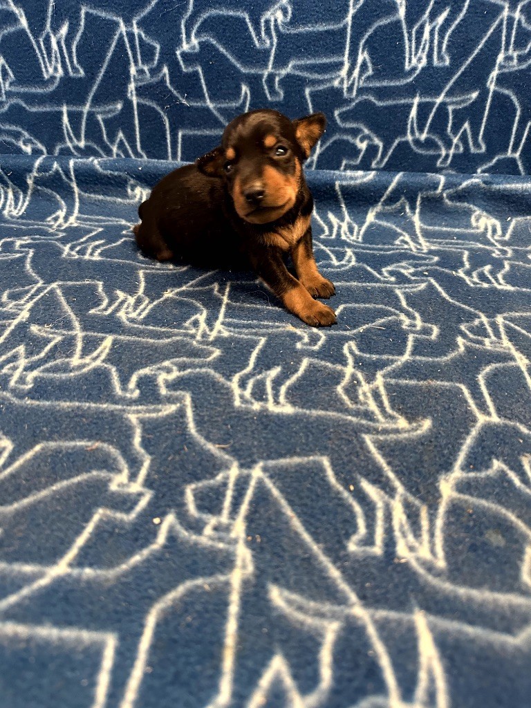 Du Hameau Des Nours - Chiots disponibles - Pinscher nain