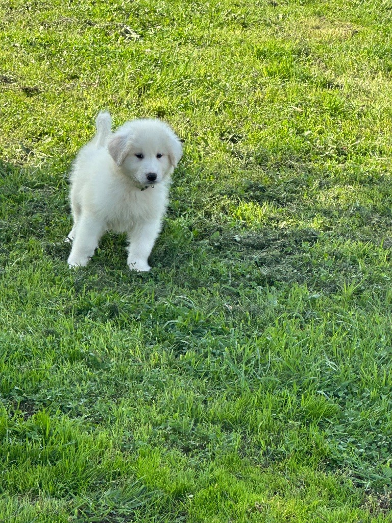 Du Hameau Des Nours - Chiots disponibles - Chien de Montagne des Pyrenees