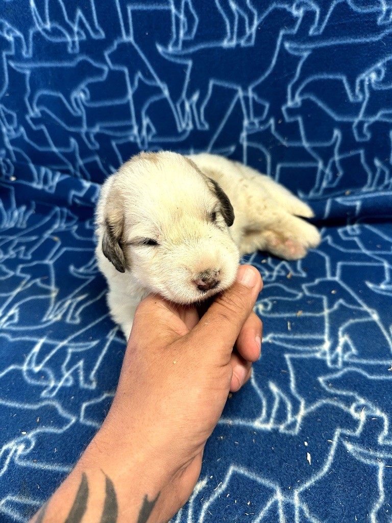Du Hameau Des Nours - Chiots disponibles - Chien de Montagne des Pyrenees