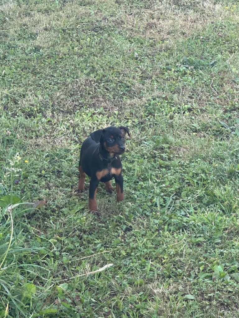 Du Hameau Des Nours - Pinscher nain - Portée née le 13/05/2025