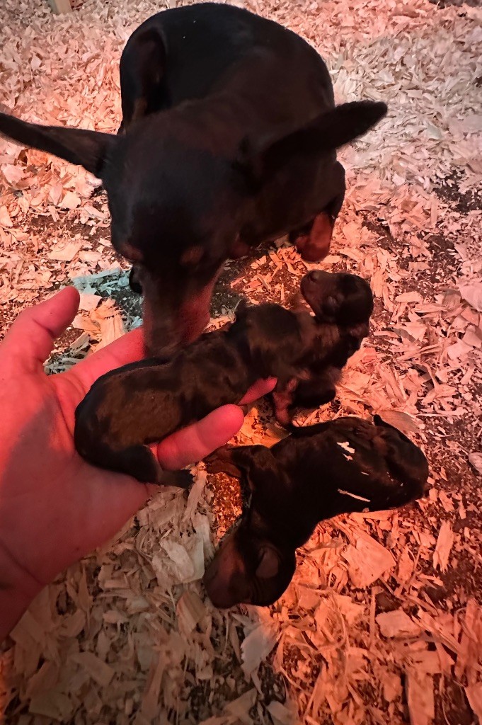 Du Hameau Des Nours - Chiots disponibles - Pinscher nain