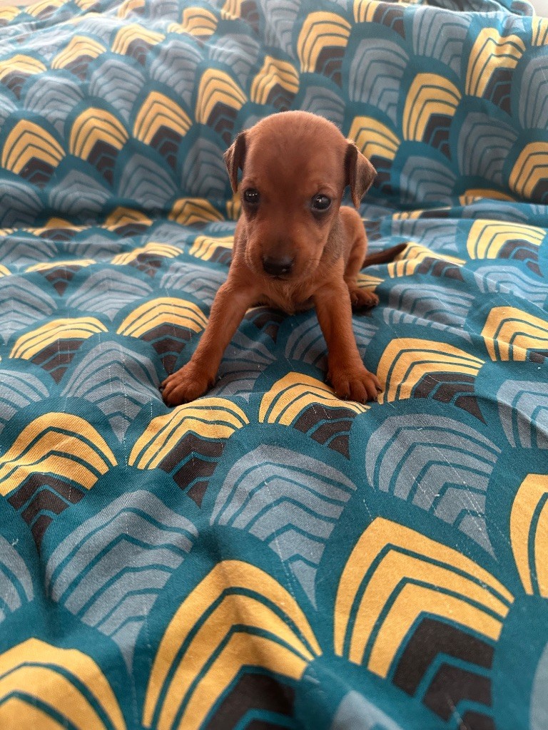 Du Hameau Des Nours - Chiots disponibles - Pinscher nain