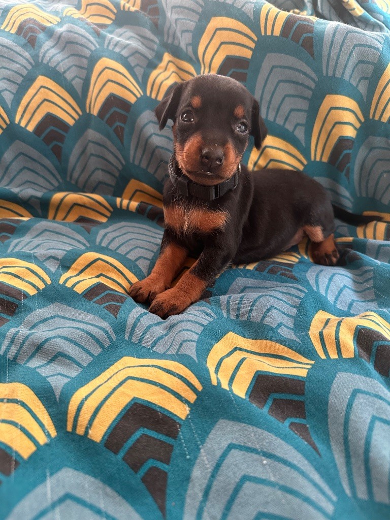 Du Hameau Des Nours - Chiots disponibles - Pinscher nain