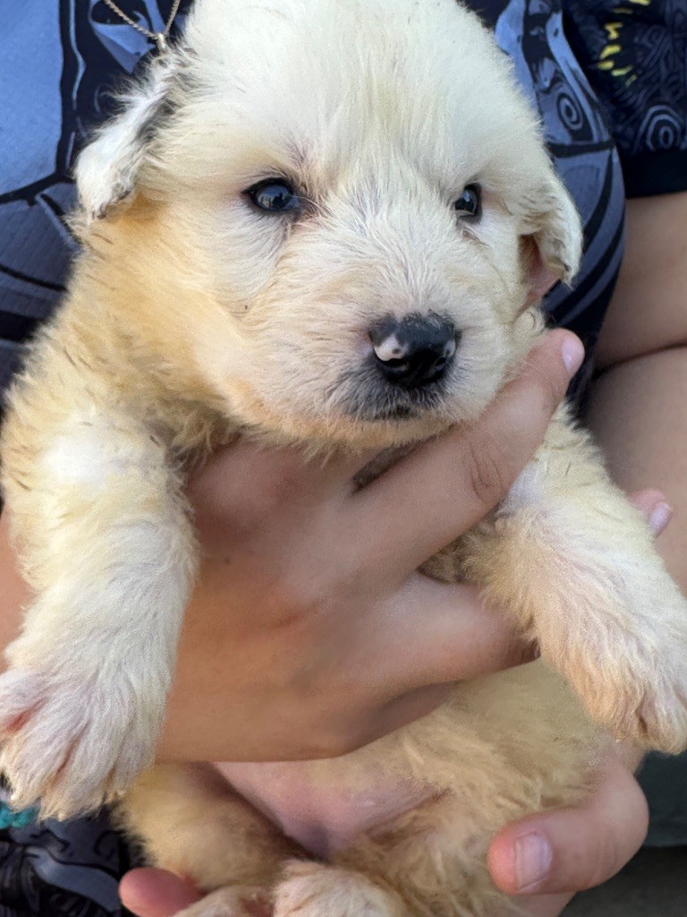 Du Hameau Des Nours - Chiots disponibles - Chien de Montagne des Pyrenees