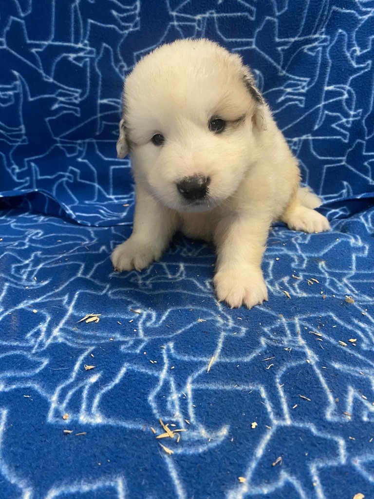 Du Hameau Des Nours - Chiots disponibles - Chien de Montagne des Pyrenees