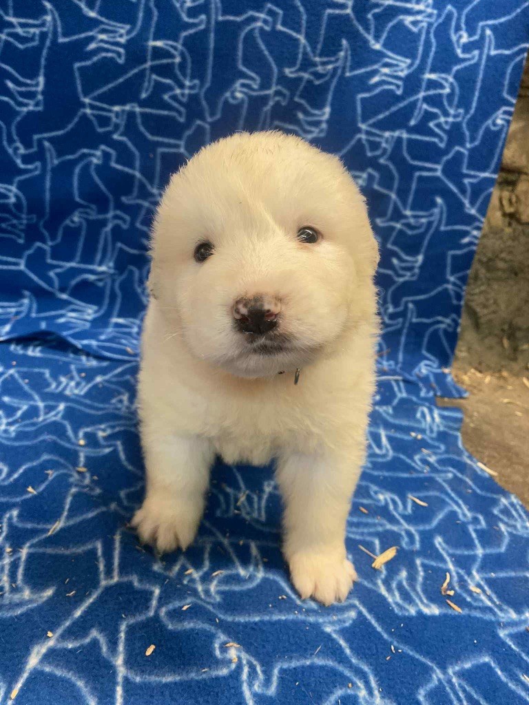 Du Hameau Des Nours - Chiots disponibles - Chien de Montagne des Pyrenees