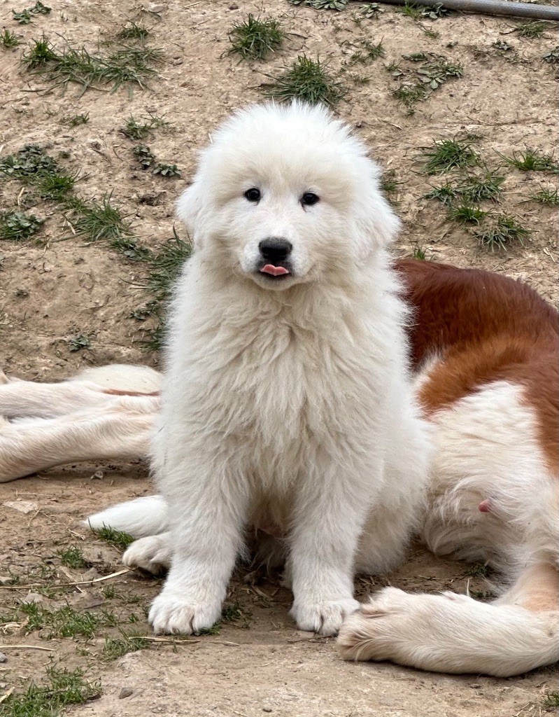 Du Hameau Des Nours - Chiots disponibles - Chien de Montagne des Pyrenees