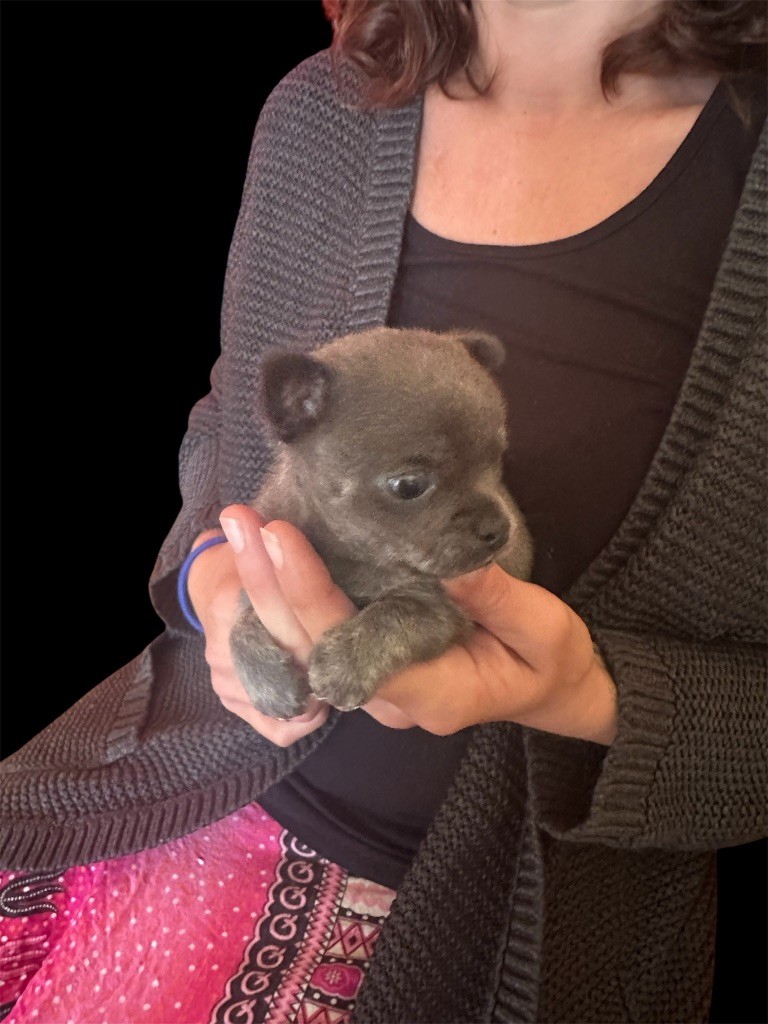 Du Hameau Des Nours - Chiots disponibles - Chihuahua