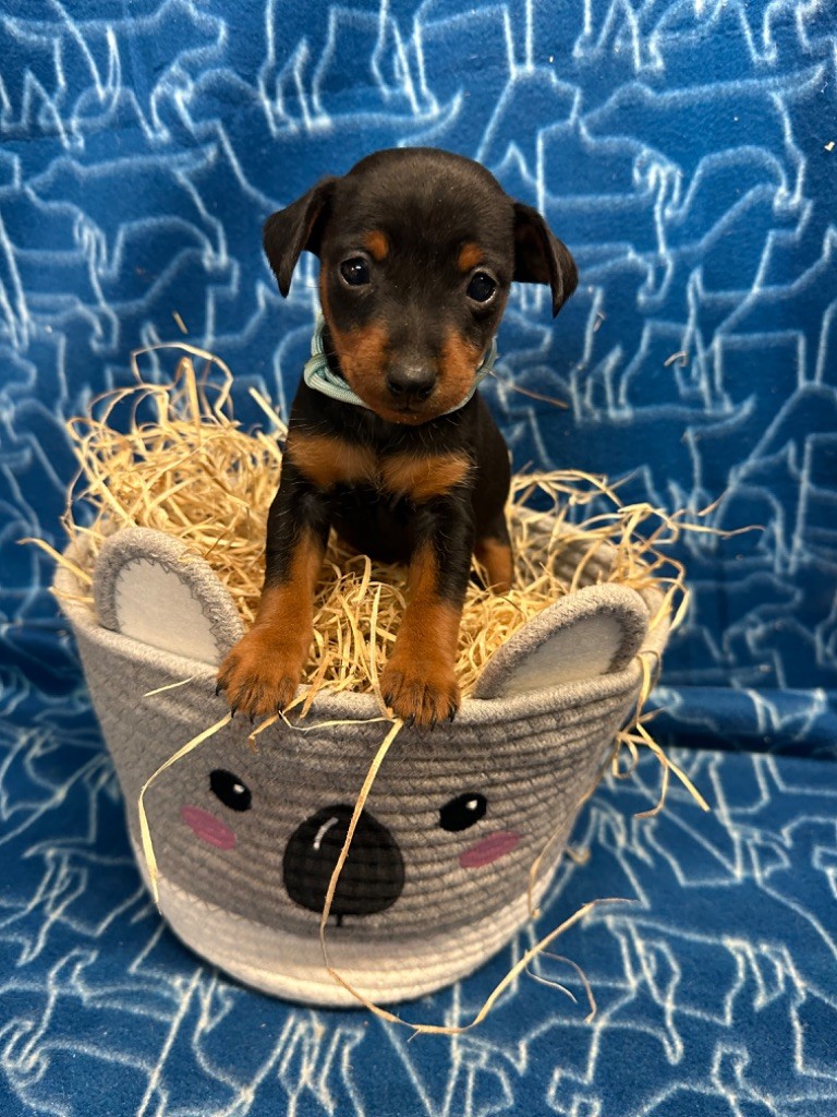 Du Hameau Des Nours - Pinscher nain - Portée née le 01/01/2025