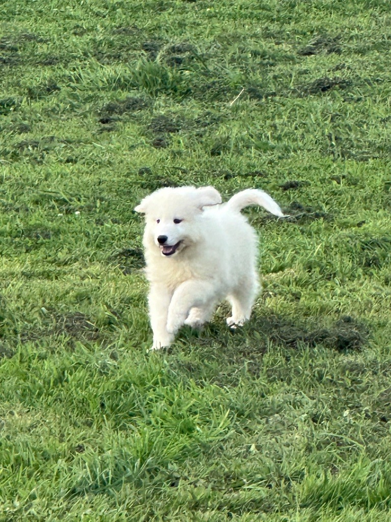 Du Hameau Des Nours - Chiots disponibles - Chien de Montagne des Pyrenees