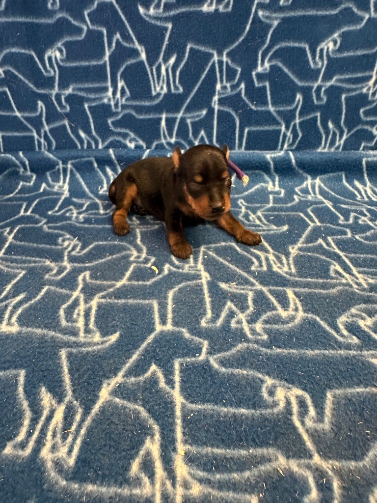CHIOT