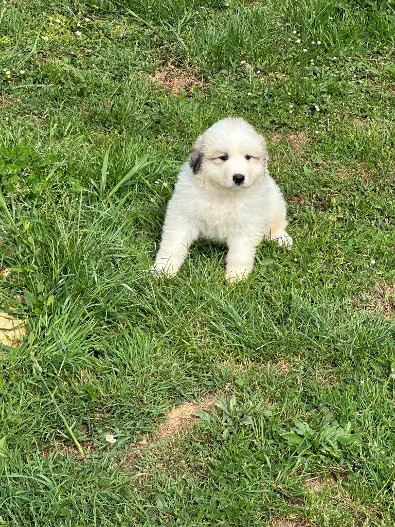 Du Hameau Des Nours - Chiots disponibles - Chien de Montagne des Pyrenees