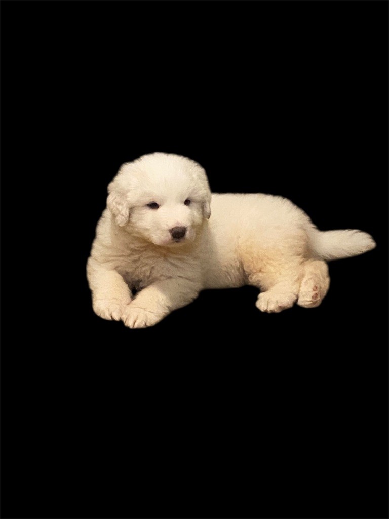 Du Hameau Des Nours - Chiots disponibles - Chien de Montagne des Pyrenees
