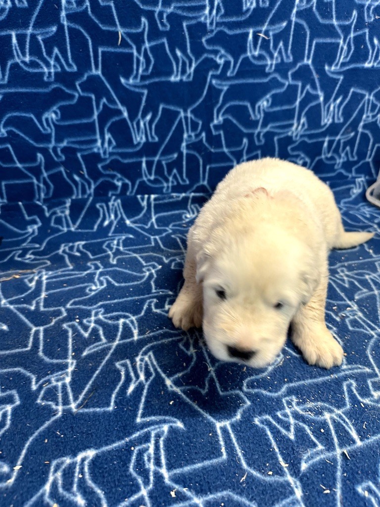 Du Hameau Des Nours - Chiots disponibles - Chien de Montagne des Pyrenees
