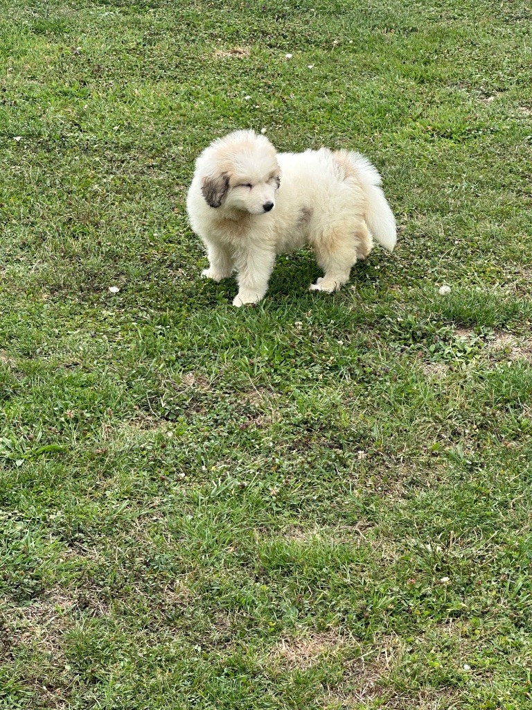 Du Hameau Des Nours - Chien de Montagne des Pyrenees - Portée née le 06/06/2025
