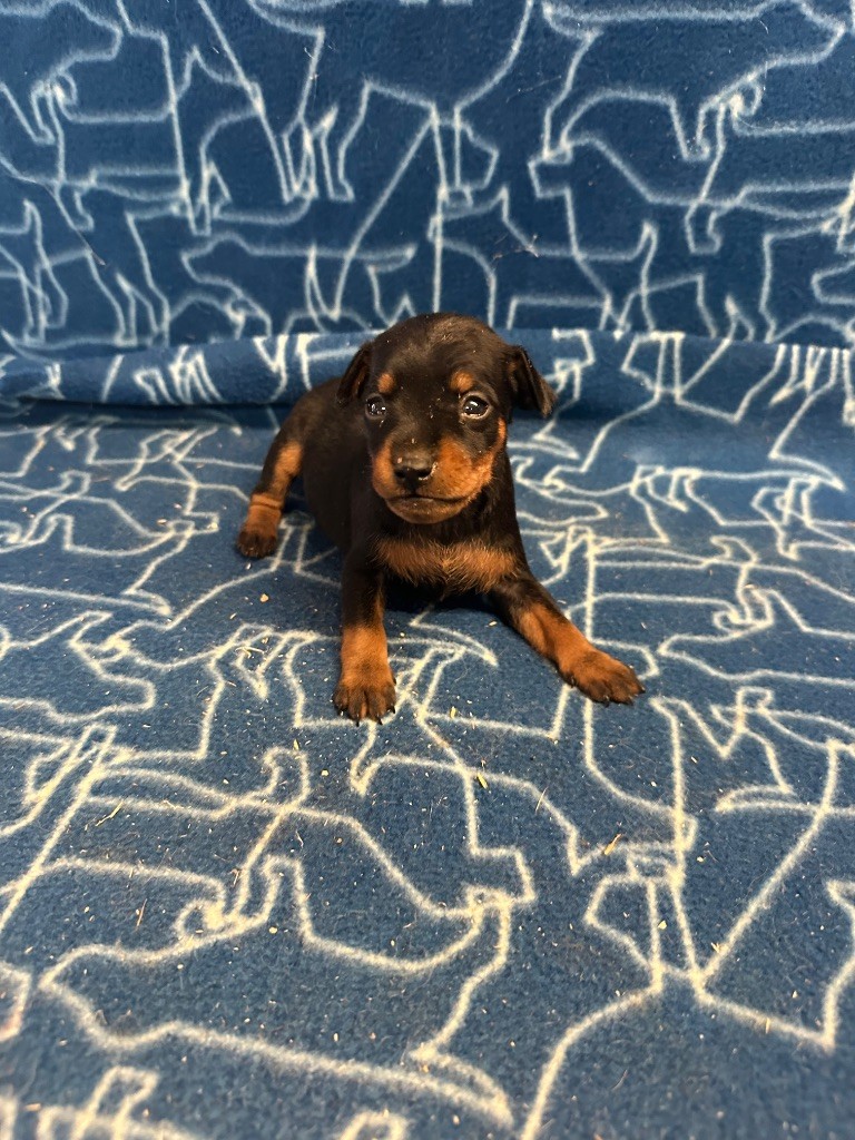Du Hameau Des Nours - Chiots disponibles - Pinscher nain