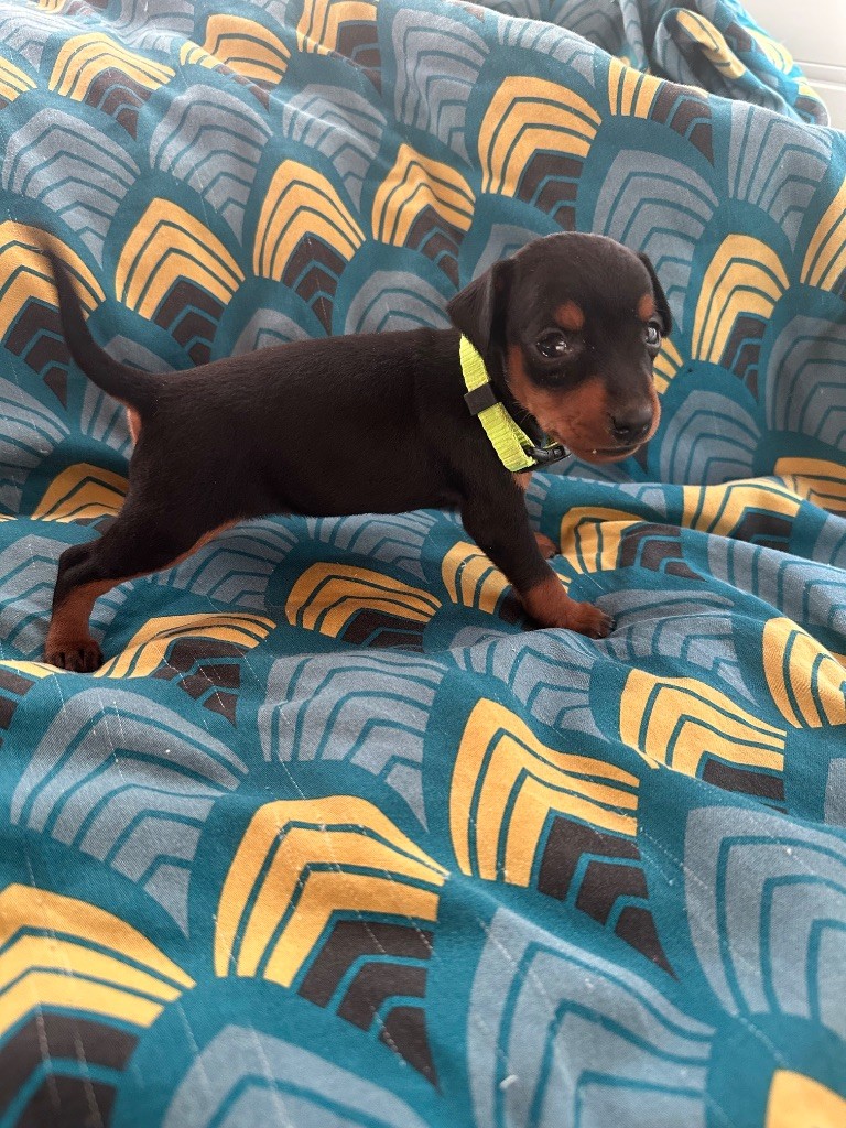 Du Hameau Des Nours - Chiots disponibles - Pinscher nain