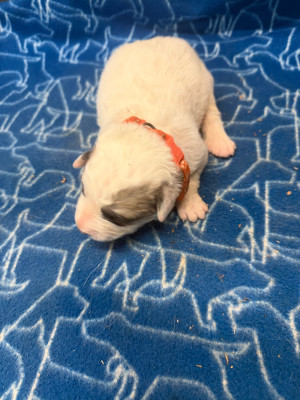 CHIOT collier orange