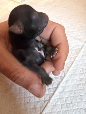 Chiot N°2
