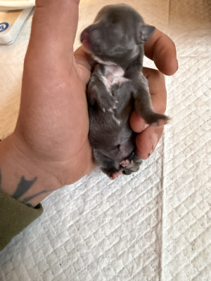 Chiot N°3