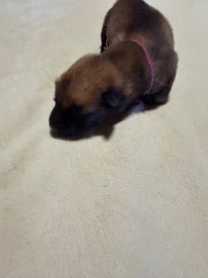 Chiot N°3