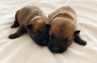 Chiot N°1