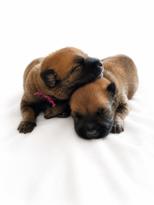 Chiot N°3