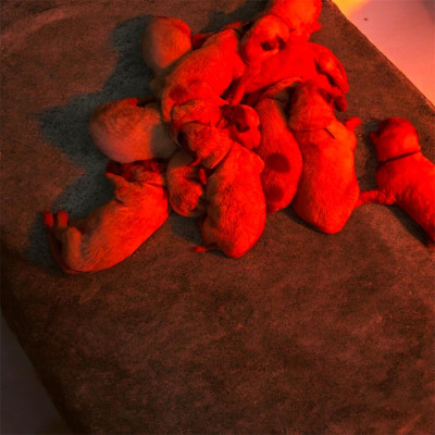 CHIOT 3