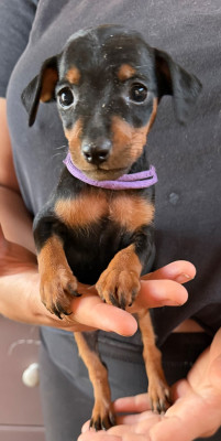 Chiot N°4 collier violet