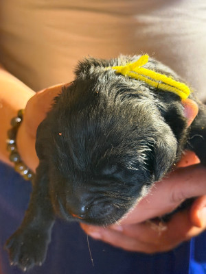 Chiot N°6 COLLIER JAUNE