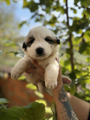 Chiot N°2