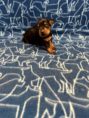 CHIOT 2