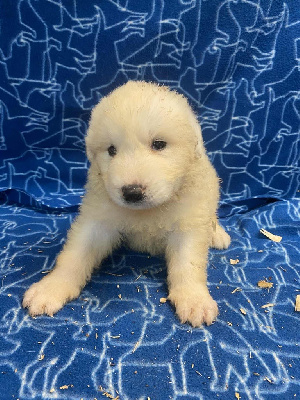 CHIOT collier bleu