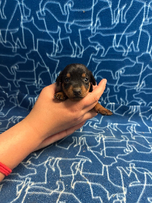 CHIOT 4
