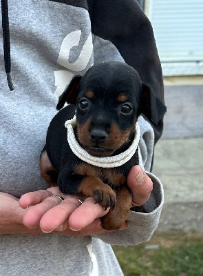 CHIOT