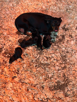 CHIOT