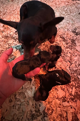 CHIOT