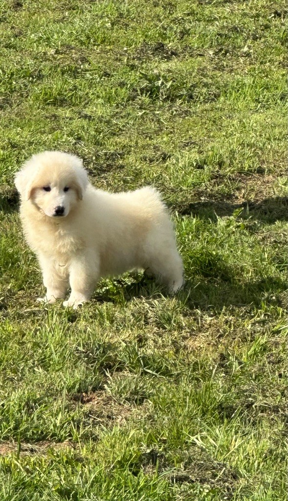 Du Hameau Des Nours - Chiots disponibles - Chien de Montagne des Pyrenees