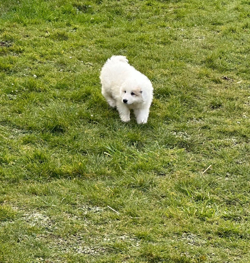 Du Hameau Des Nours - Chiots disponibles - Chien de Montagne des Pyrenees