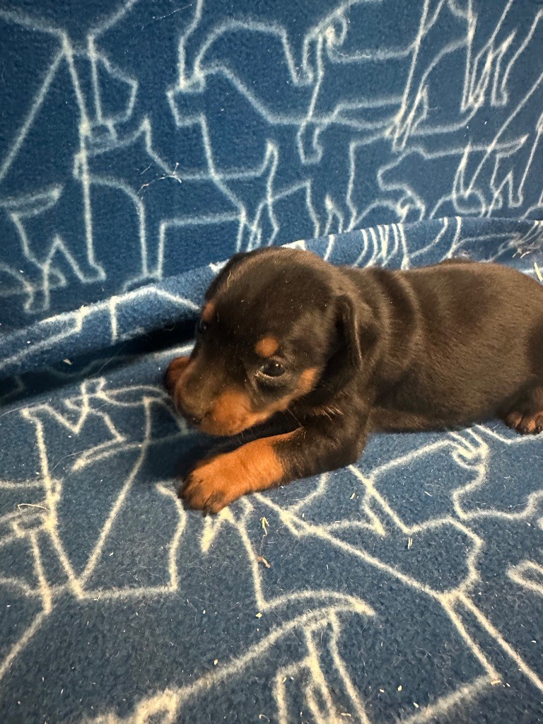 Du Hameau Des Nours - Chiots disponibles - Pinscher nain