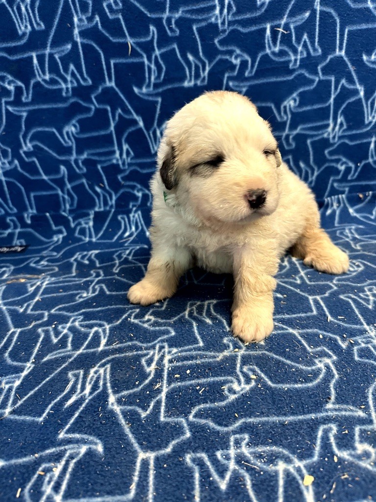 Du Hameau Des Nours - Chiots disponibles - Chien de Montagne des Pyrenees