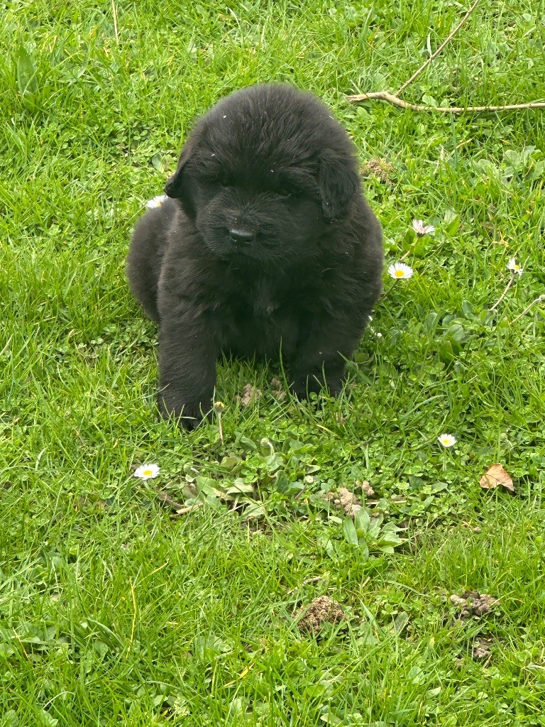 Du Hameau Des Nours - Terre-neuve - Portée née le 11/02/2024
