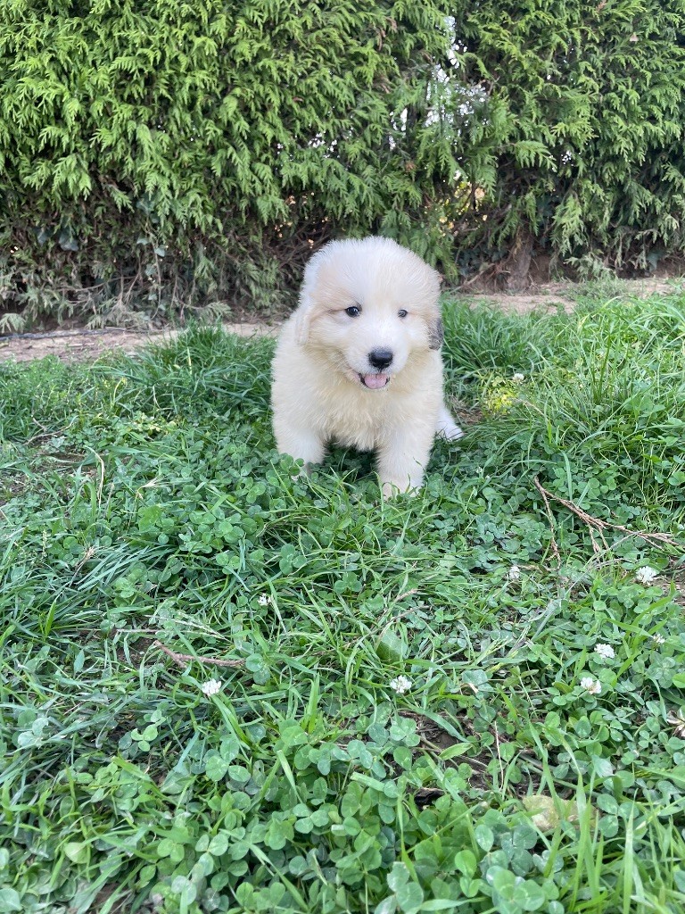Du Hameau Des Nours - Chien de Montagne des Pyrenees - Portée née le 09/08/2025