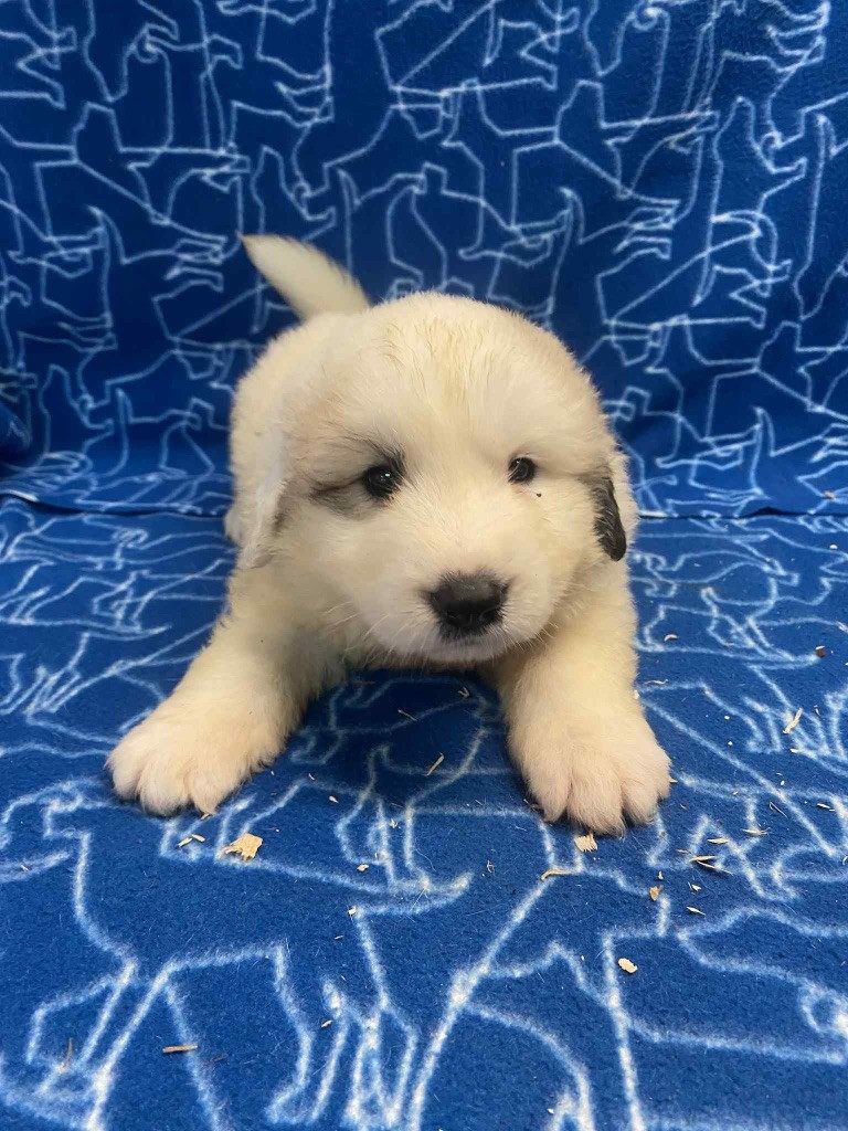 Du Hameau Des Nours - Chiots disponibles - Chien de Montagne des Pyrenees