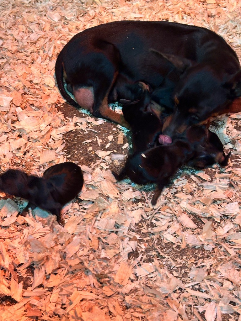 Du Hameau Des Nours - Chiots disponibles - Pinscher nain